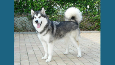 Alaskan Malamute 1