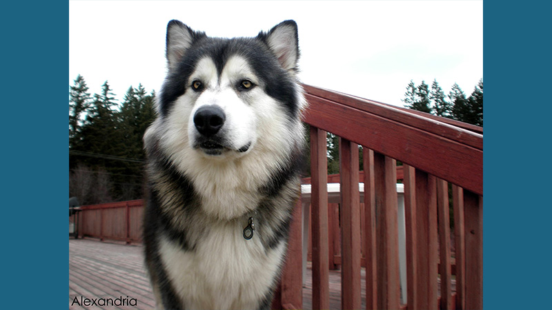 Alaskan Malamute 10