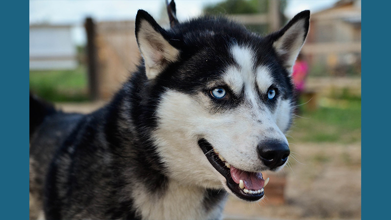 Alaskan Malamute 11