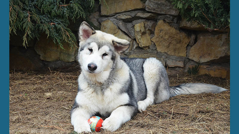 Alaskan Malamute 12