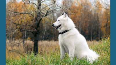 Alaskan Malamute 13