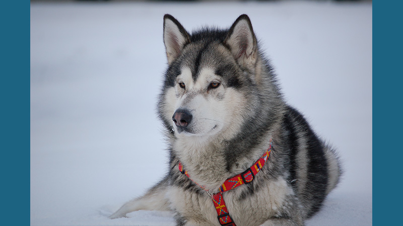 Alaskan Malamute 14