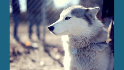 Alaskan Malamute 15