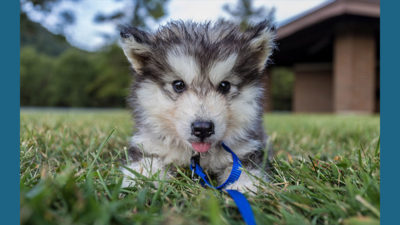 Alaskan Malamute 16