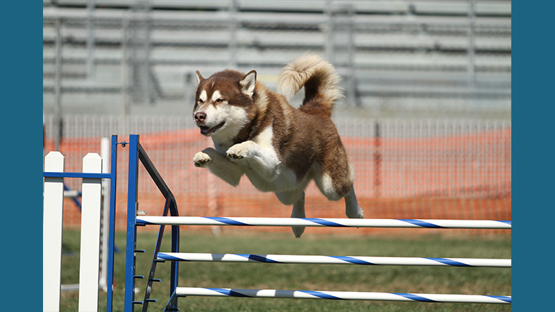 Alaskan Malamute 18