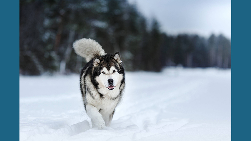 Alaskan Malamute 2