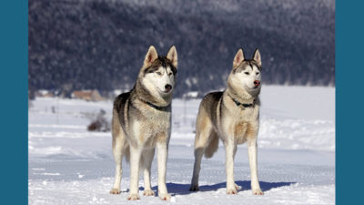 Alaskan Malamute 3