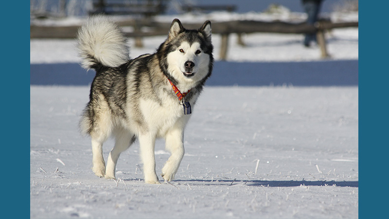 Alaskan Malamute 4