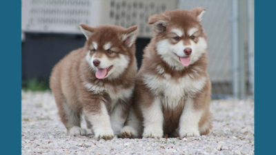 Alaskan Malamute 6