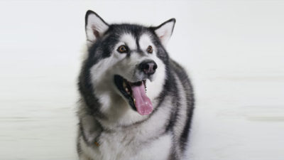 Alaskan Malamute 7