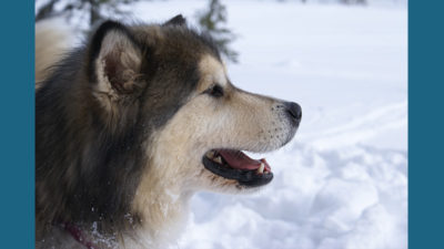 Alaskan Malamute 8