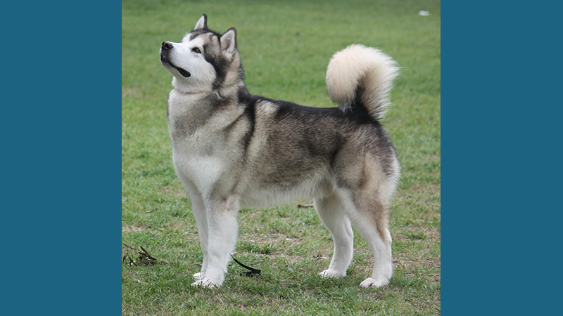 Alaskan Malamute 9