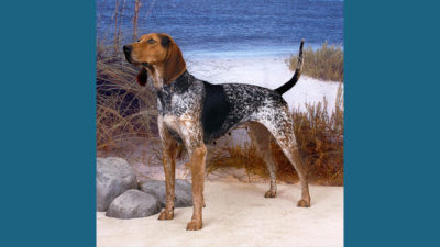 American English Coonhound 2