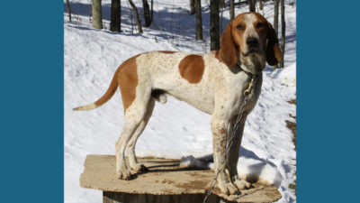 American English Coonhound 3