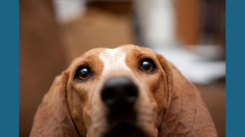 American English Coonhound 4