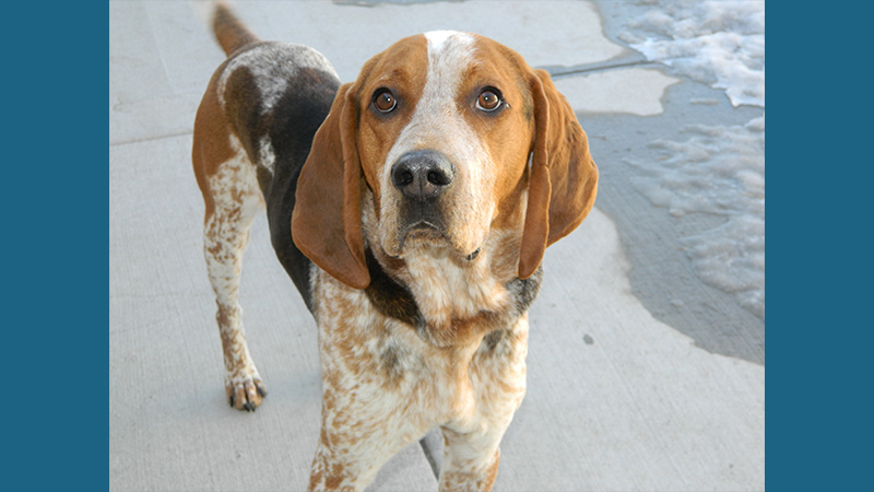American English Coonhound 5