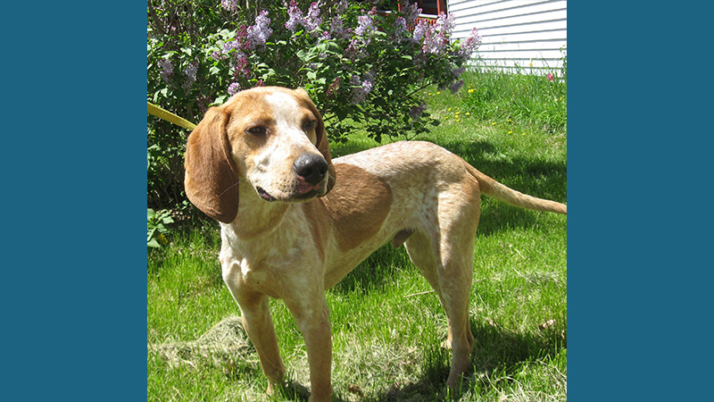 American English Coonhound 7