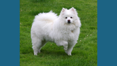 American Eskimo Dog 1