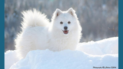 American Eskimo Dog 10