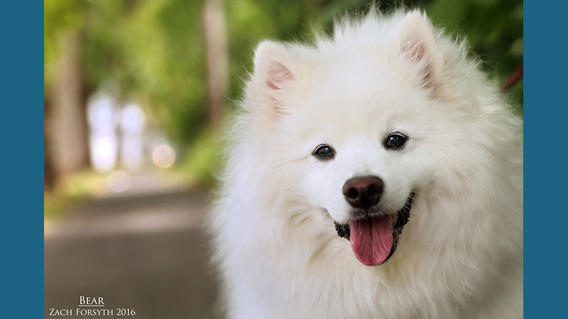 American Eskimo Dog 11