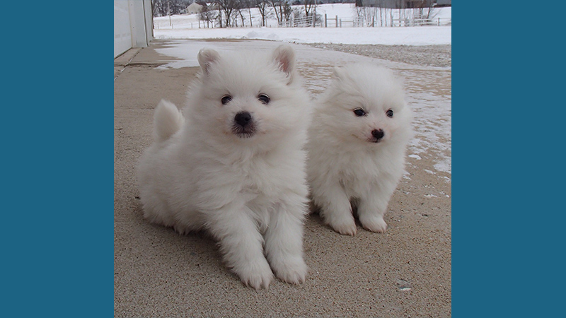 American Eskimo Dog 12