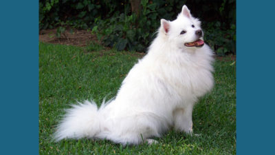 American Eskimo Dog 2