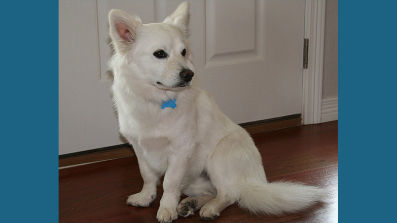 American Eskimo Dog 4