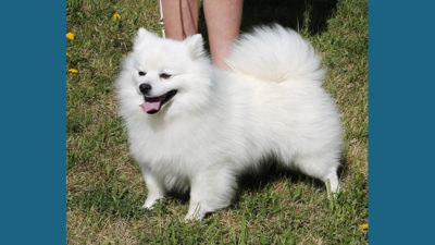 American Eskimo Dog 5