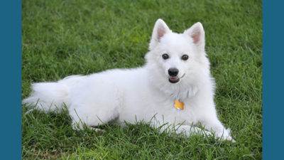 American Eskimo Dog 7