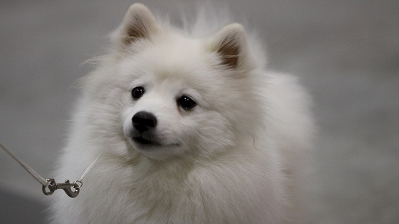 American Eskimo Dog 8