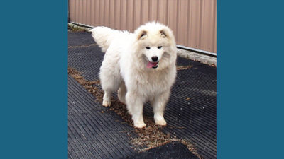 American Eskimo Dog 9