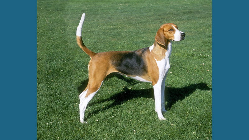 American Foxhound 11