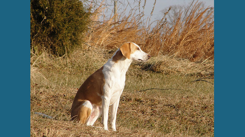 American Foxhound 3