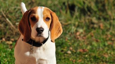 American Foxhound 7