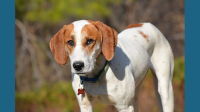 American Foxhound 8