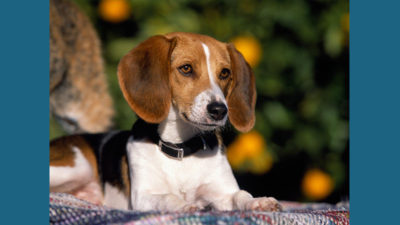 American Foxhound 9