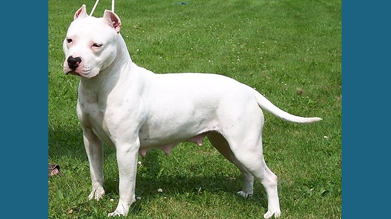 American PitBull Terrier 1