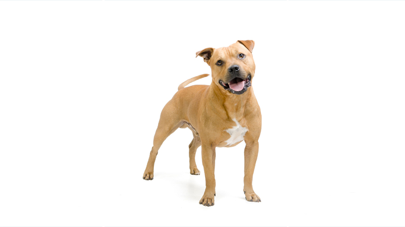 American PitBull Terrier 10