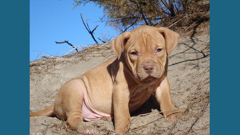 American PitBull Terrier 11