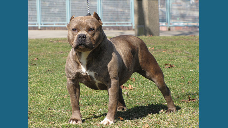 American PitBull Terrier 2