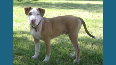 American PitBull Terrier 3