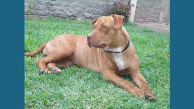 American PitBull Terrier 4