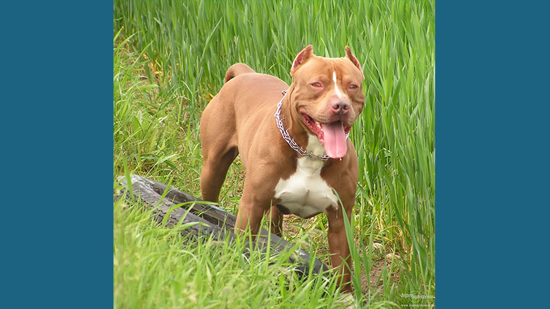 American PitBull Terrier 5