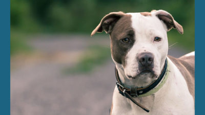 American PitBull Terrier 6