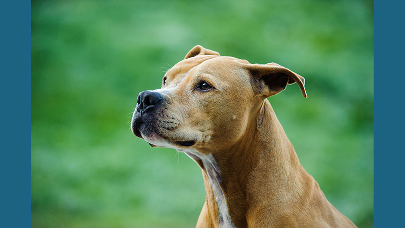 American PitBull Terrier 7