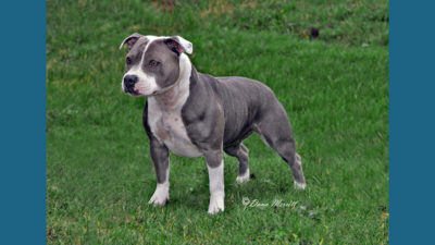 American PitBull Terrier 9