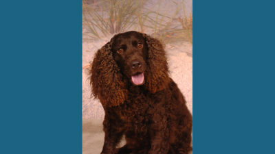 American Water Spaniel 1