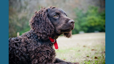 American Water Spaniel 2