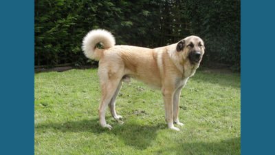 Anatolian Shepherd Dog 1