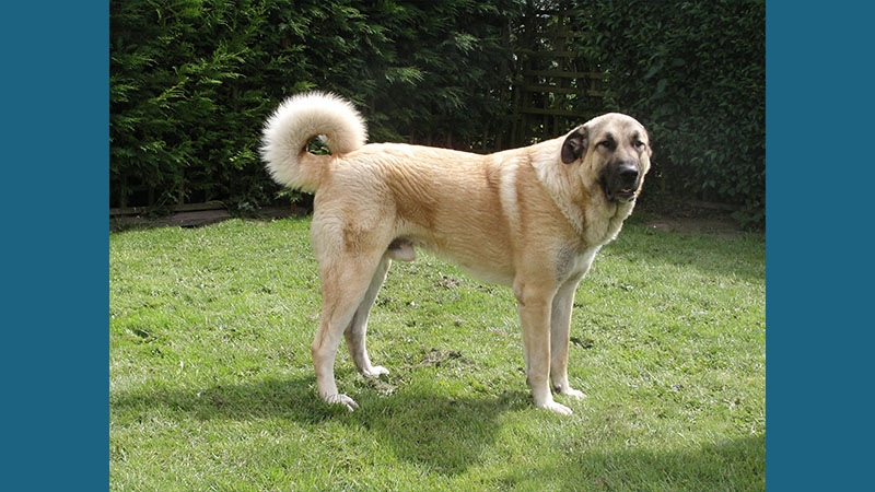 Anatolian Shepherd Dog 1